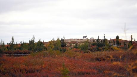 Caribou Cresting, in the Northwest Territories